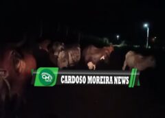 Donos de gado ignoram risco e continuam soltando animais em estrada onde jovem morreu